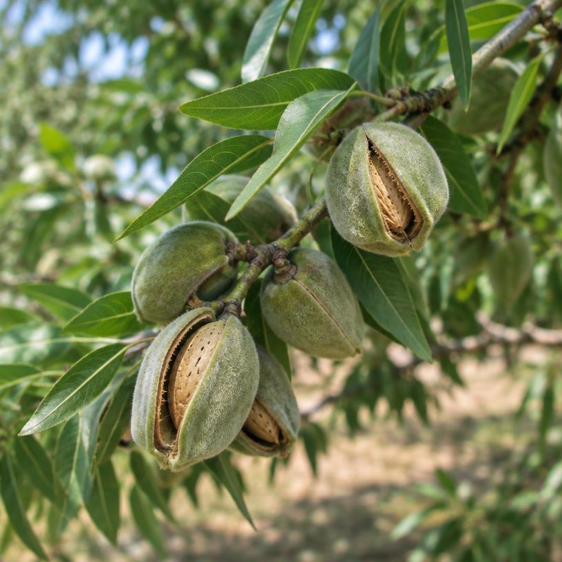 Almond growing in a garden (AI-generated illustration)