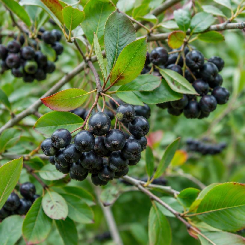 Aronia growing in a garden (AI-generated illustration)