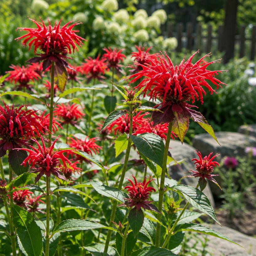 Bee Balm growing in a garden (AI-generated illustration)