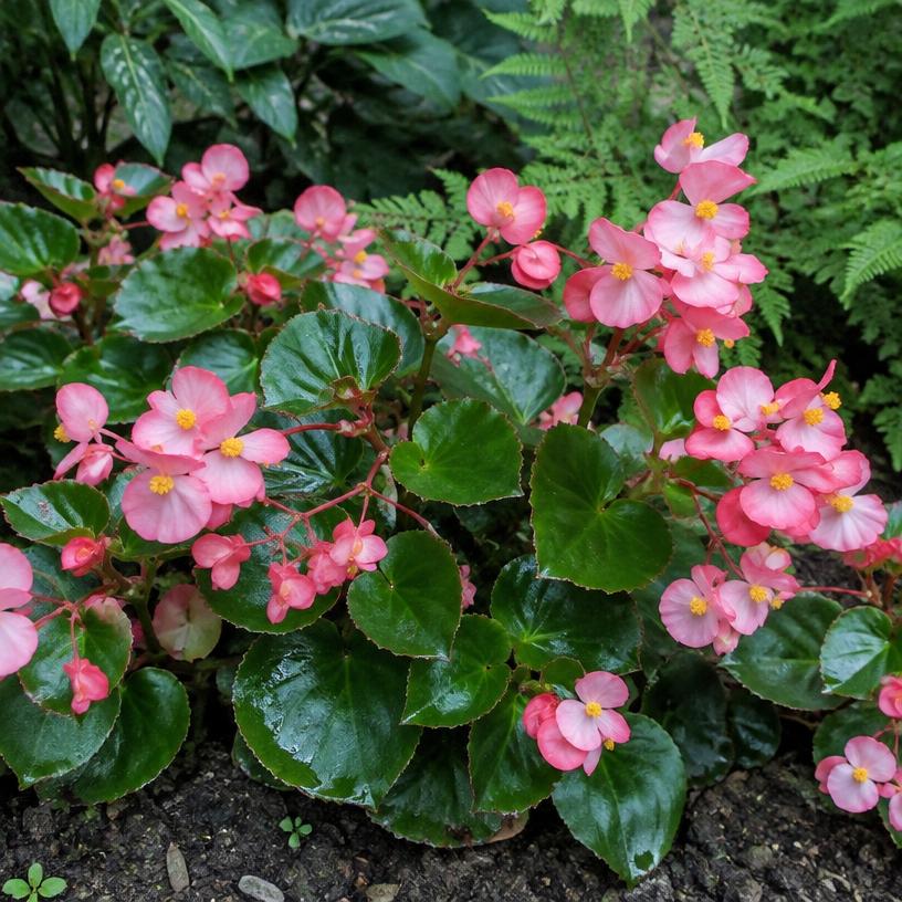 Wax Begonia growing in a garden (AI-generated illustration)