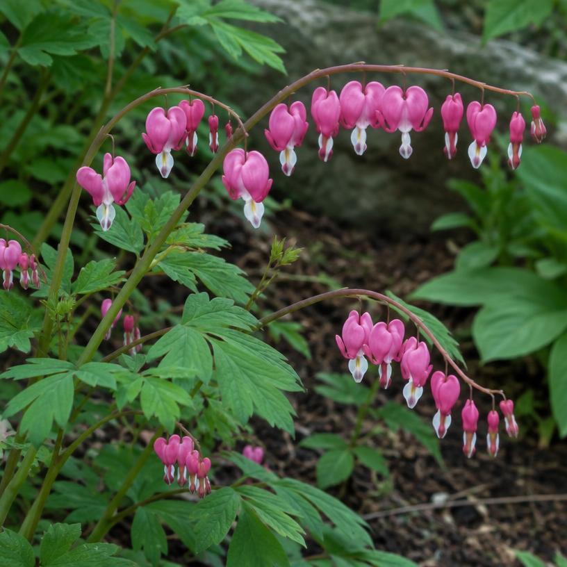 Bleeding Heart growing in a garden (AI-generated illustration)