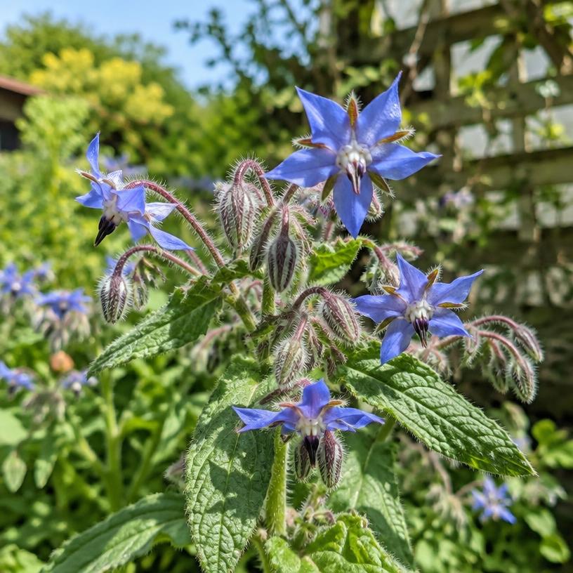 Borage growing in a garden (AI-generated illustration)