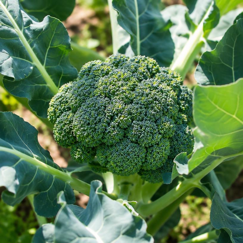 Broccoli growing in a garden (AI-generated illustration)