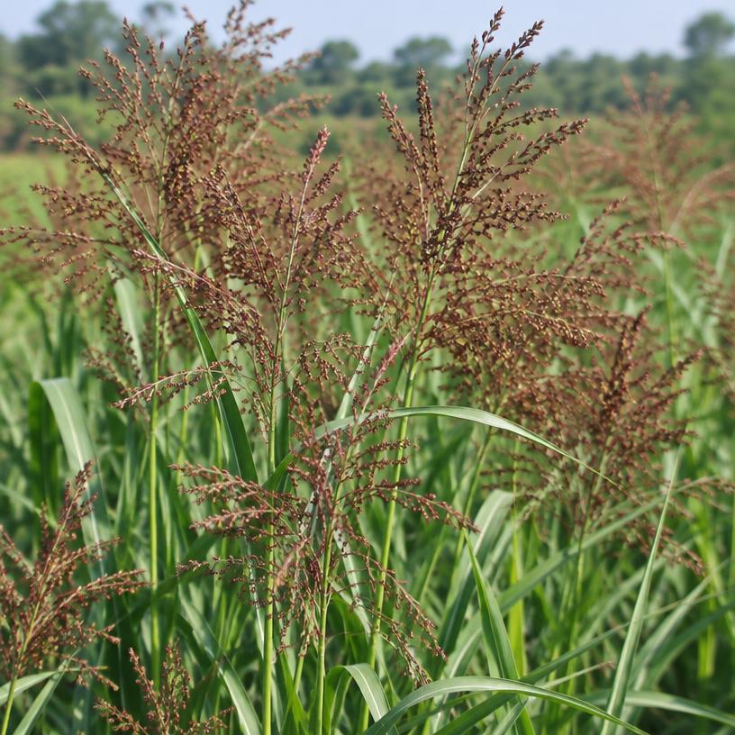 Browntop Millet growing in a garden (AI-generated illustration)