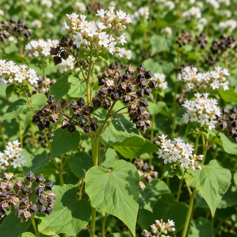 Buckwheat growing in a garden (AI-generated illustration)