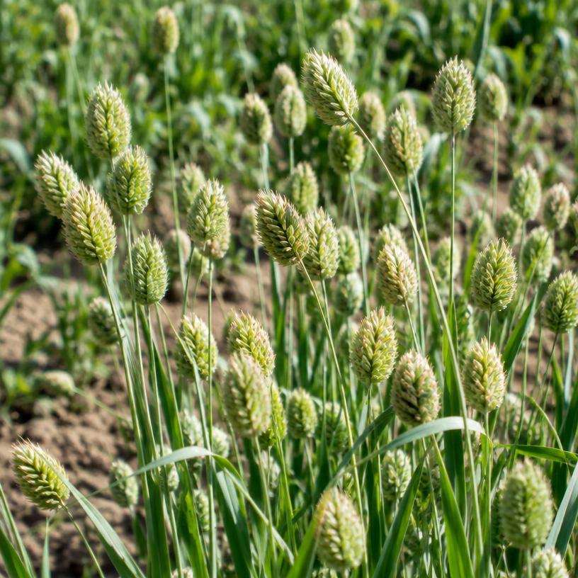 Canaryseed growing in a garden (AI-generated illustration)