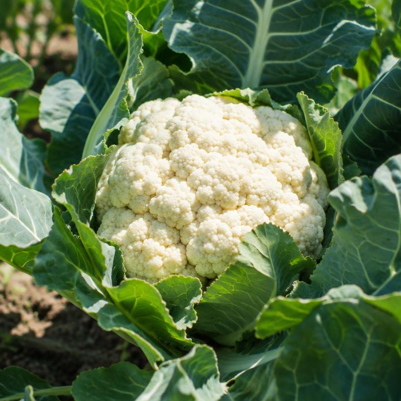 Cauliflower growing in a garden (AI-generated illustration)