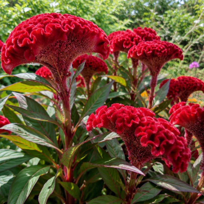 Celosia growing in a garden (AI-generated illustration)