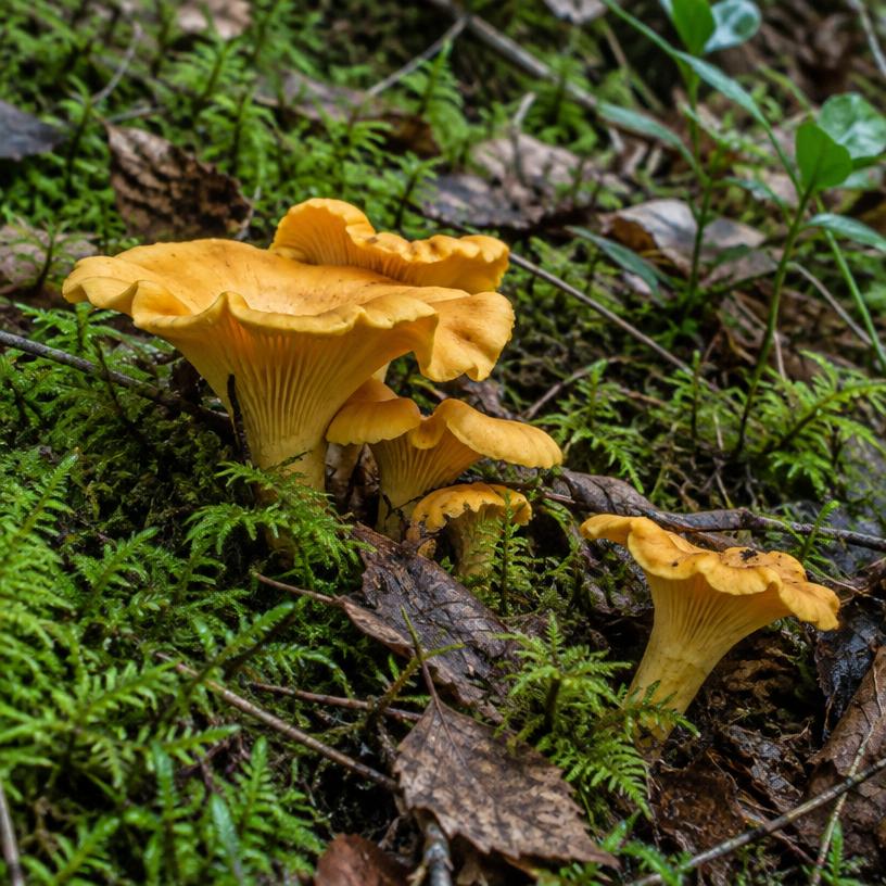 Chanterelle growing in a garden (AI-generated illustration)