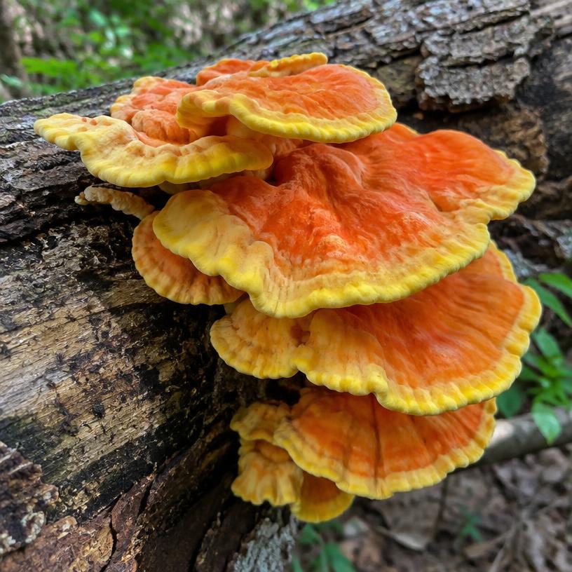 Chicken of the Woods growing in a garden (AI-generated illustration)