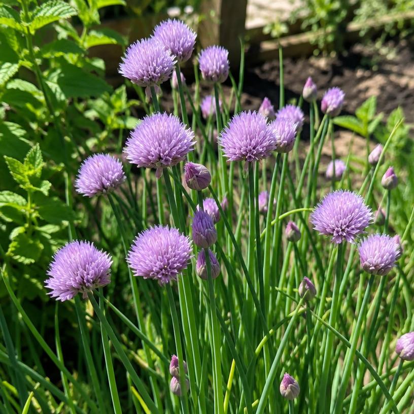 Chives growing in a garden (AI-generated illustration)