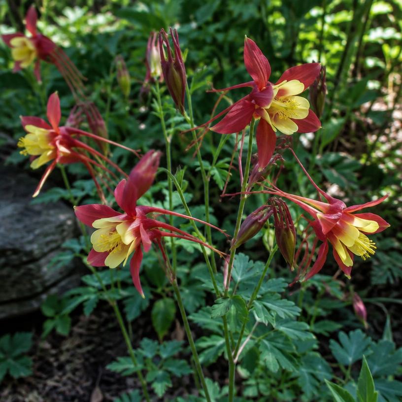 Columbine growing in a garden (AI-generated illustration)