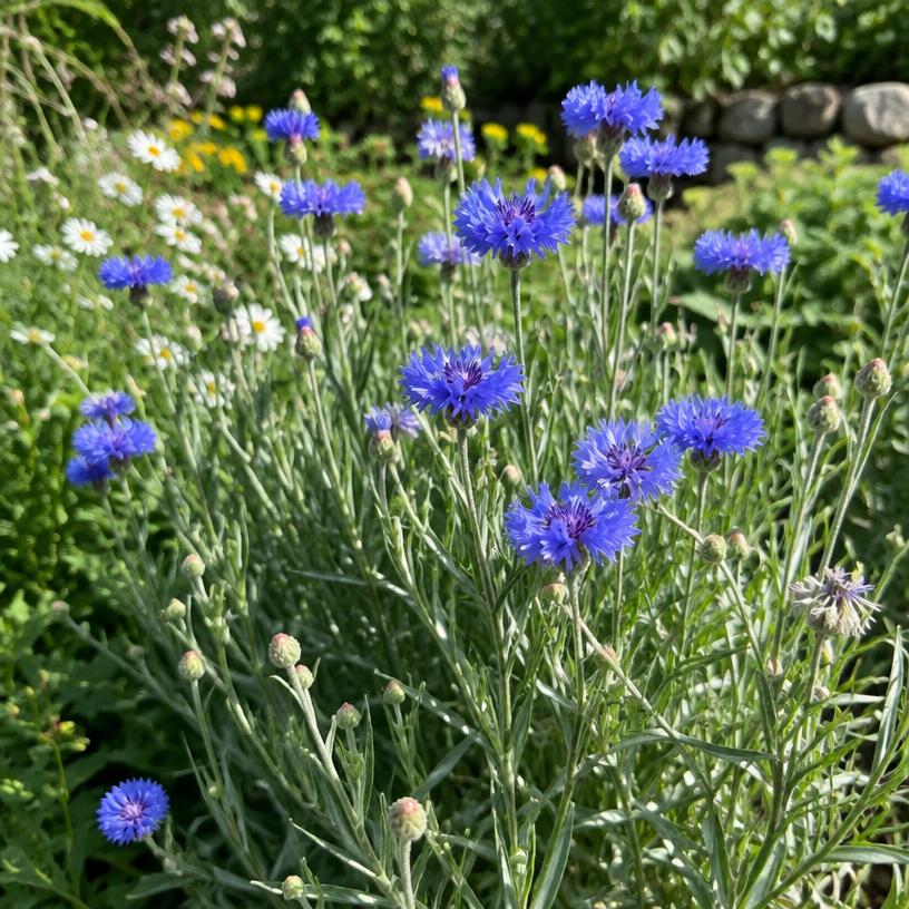 Cornflower growing in a garden (AI-generated illustration)
