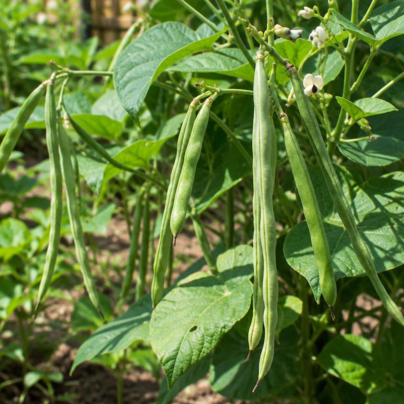 Cowpea growing in a garden (AI-generated illustration)