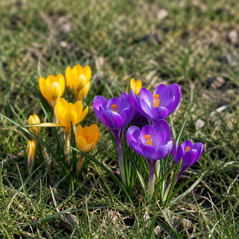 Crocus growing in a garden (AI-generated illustration)