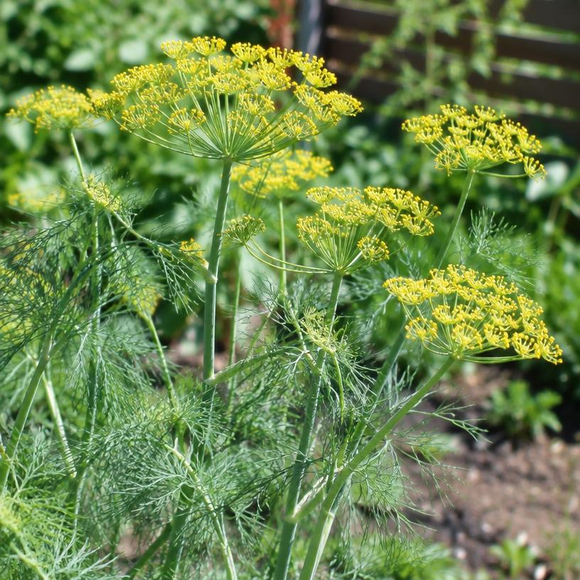 Dill growing in a garden (AI-generated illustration)