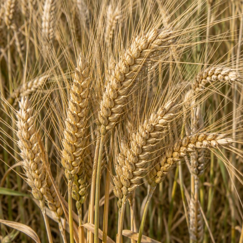 Durum Wheat growing in a garden (AI-generated illustration)