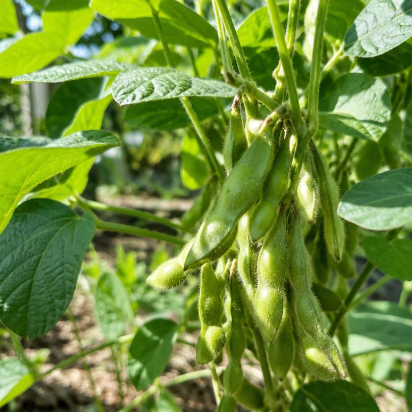 Edamame growing in a garden (AI-generated illustration)