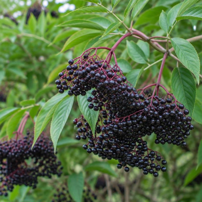 Elderberry growing in a garden (AI-generated illustration)