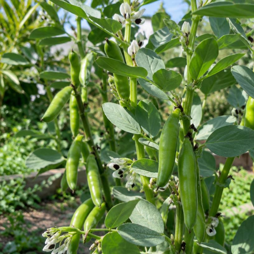 Fava Bean growing in a garden (AI-generated illustration)