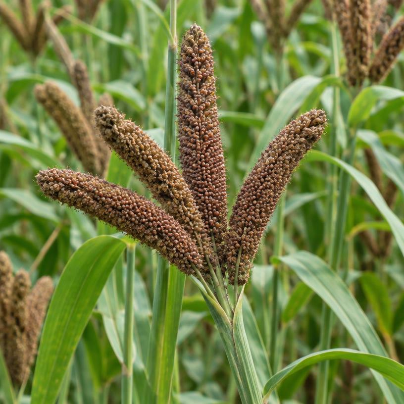 Finger Millet growing in a garden (AI-generated illustration)