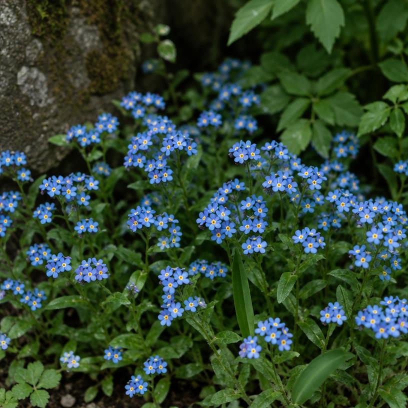 Forget-Me-Not growing in a garden (AI-generated illustration)