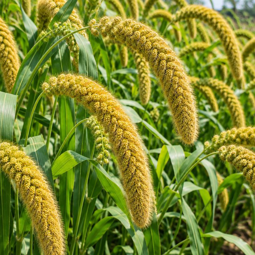 Foxtail Millet growing in a garden (AI-generated illustration)