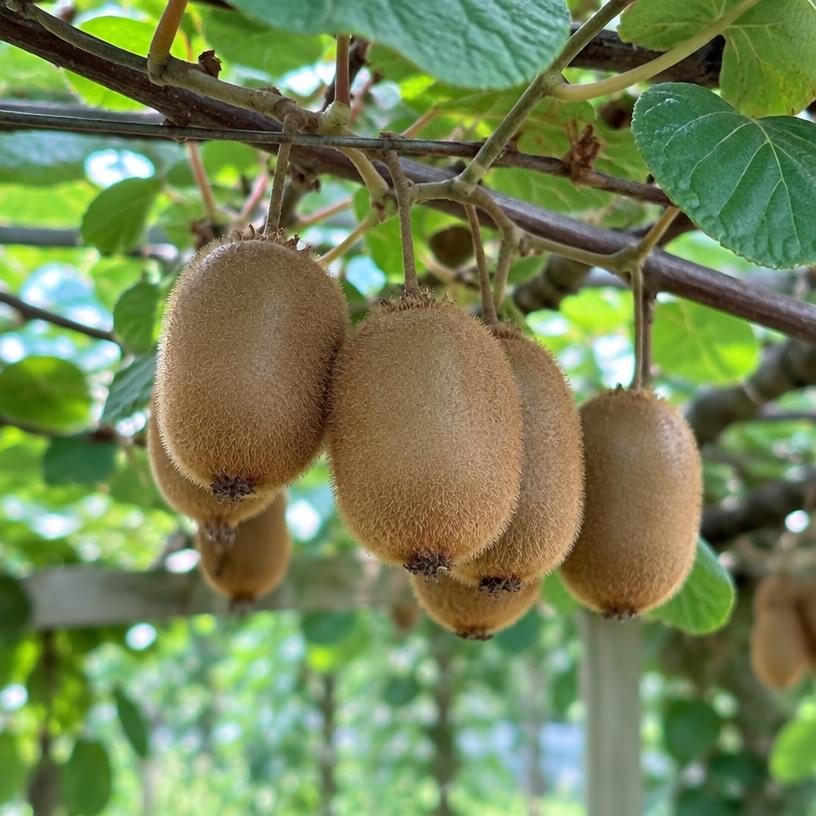Fuzzy Kiwi growing in a garden (AI-generated illustration)