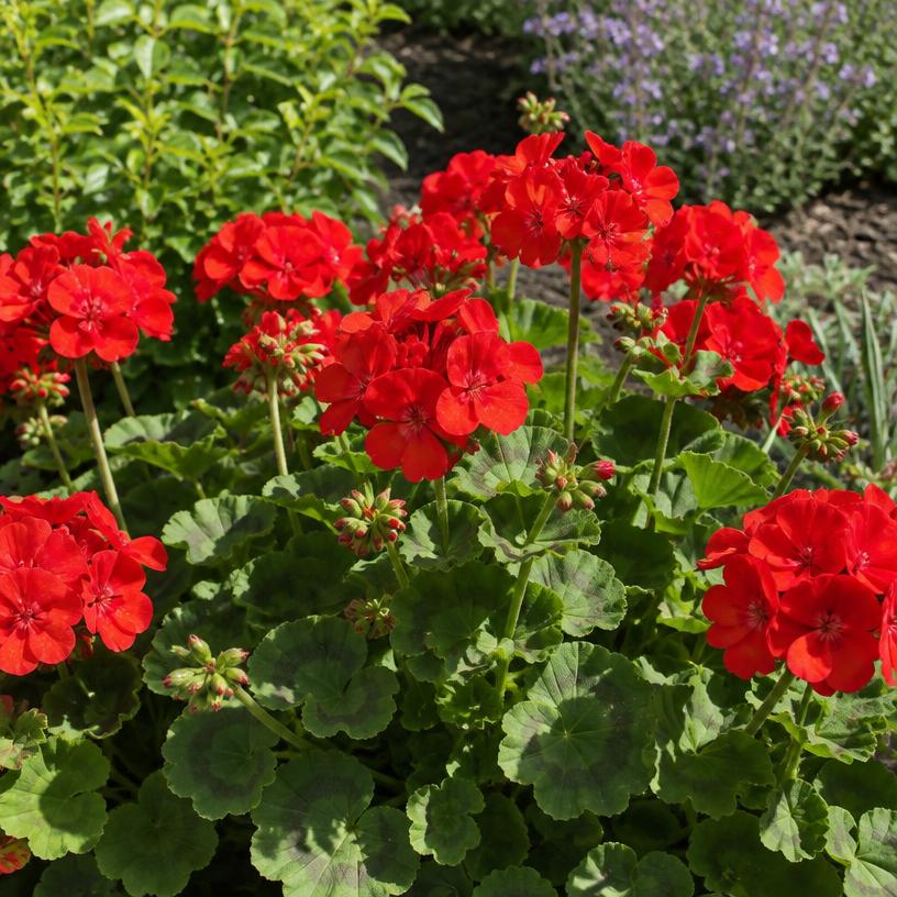 Geranium growing in a garden (AI-generated illustration)