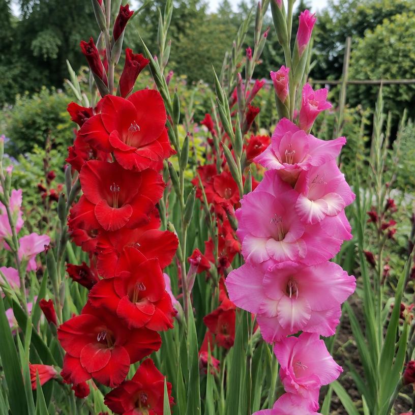 Gladiolus growing in a garden (AI-generated illustration)