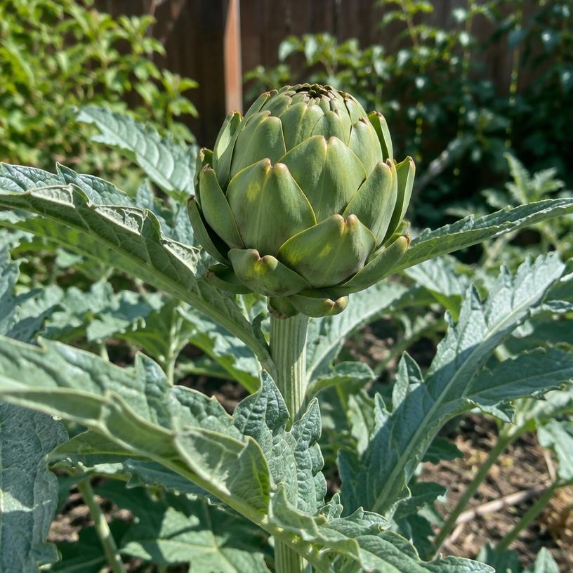 Globe Artichoke growing in a garden (AI-generated illustration)