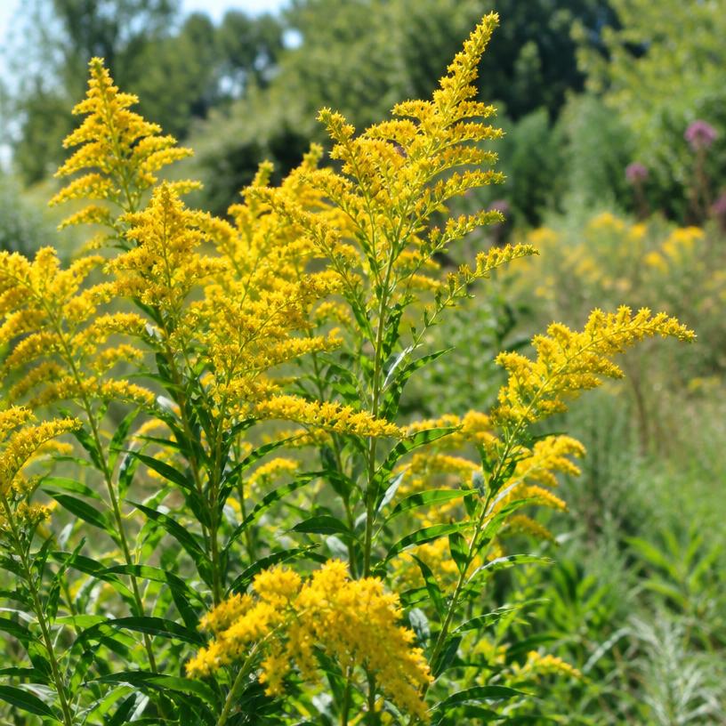Sweet Goldenrod growing in a garden (AI-generated illustration)