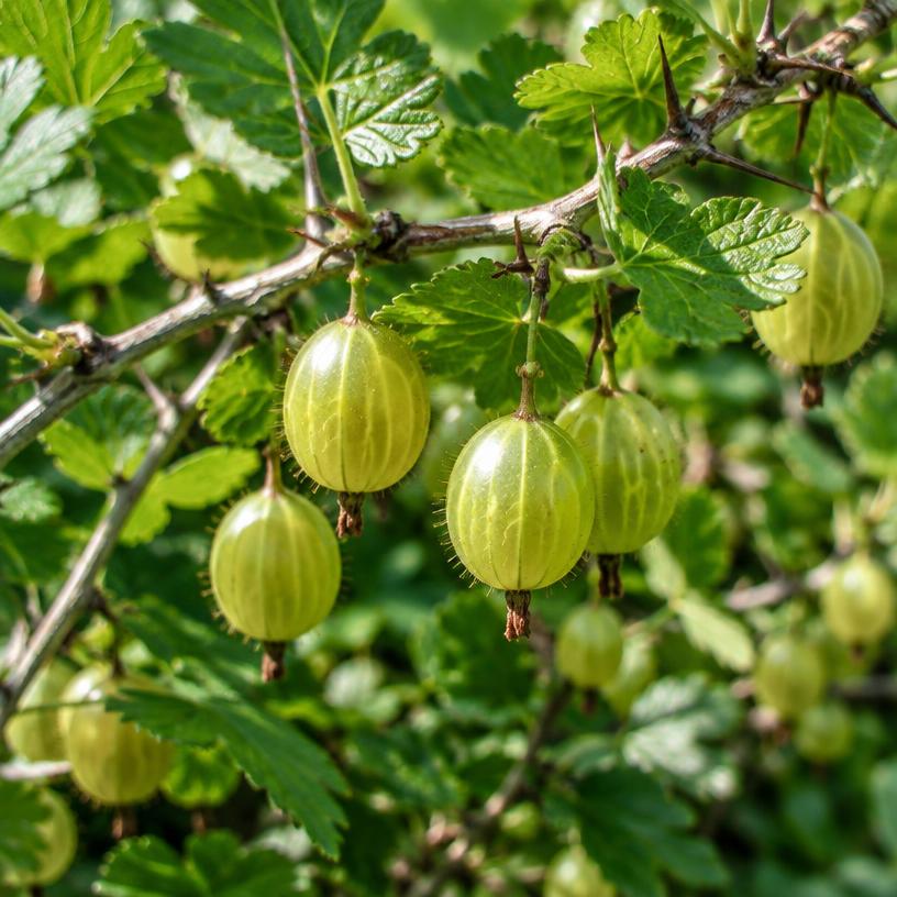 Gooseberry growing in a garden (AI-generated illustration)