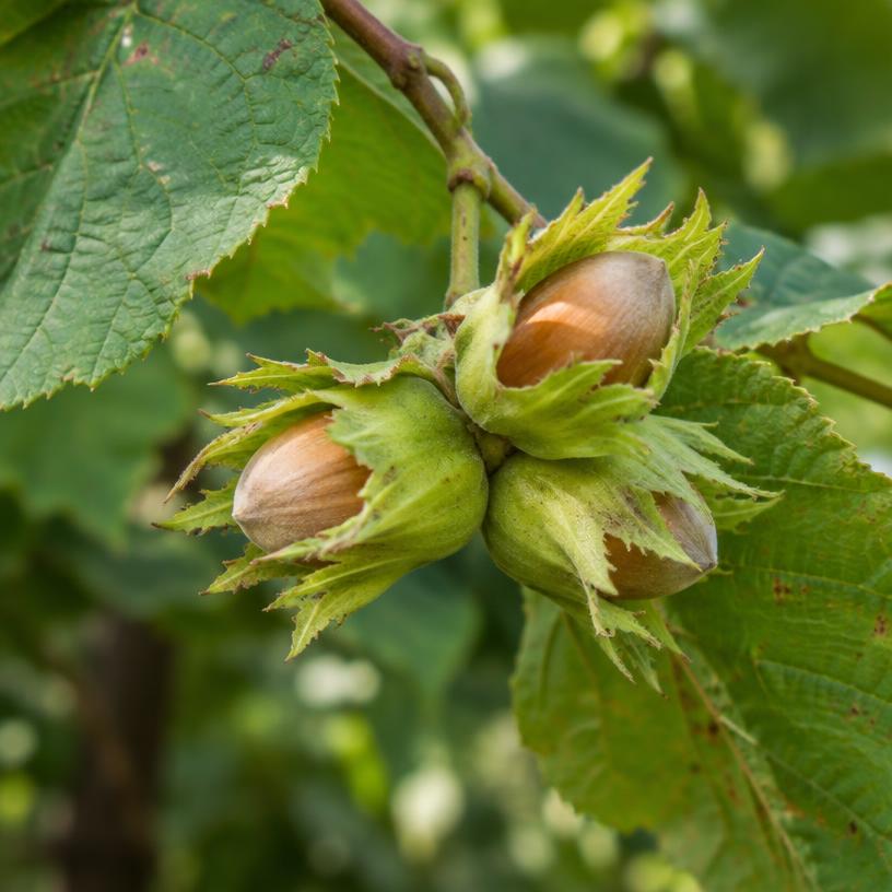 Hazelnut growing in a garden (AI-generated illustration)