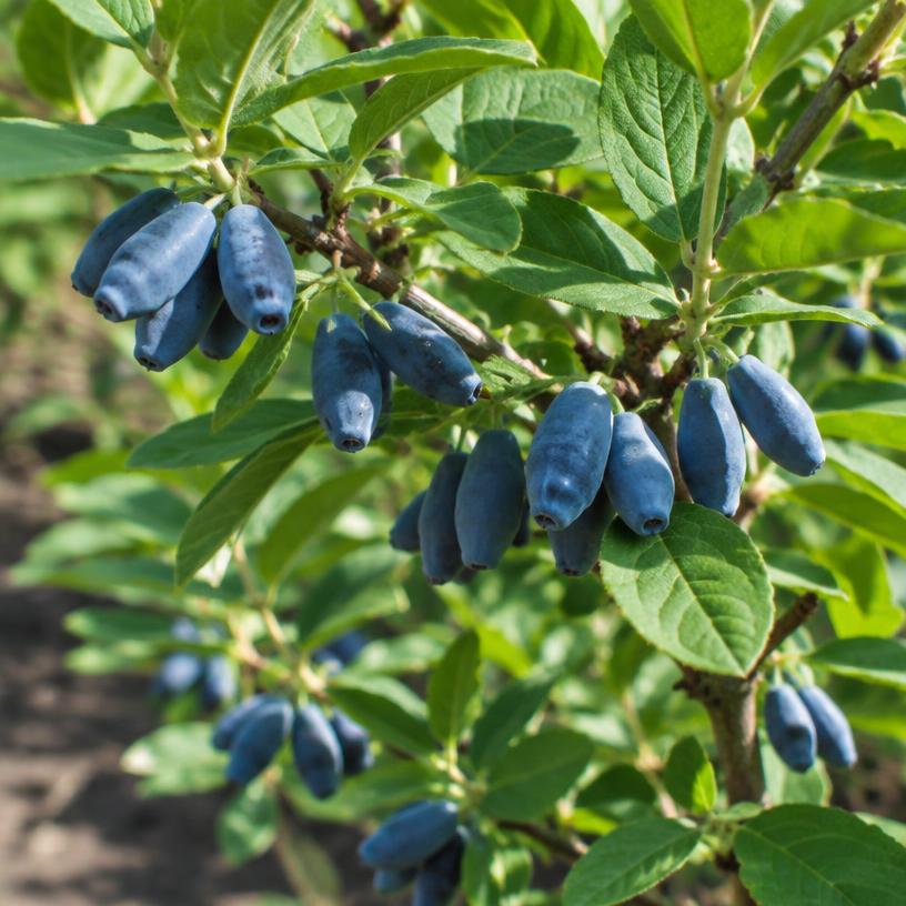 Honeyberry growing in a garden (AI-generated illustration)