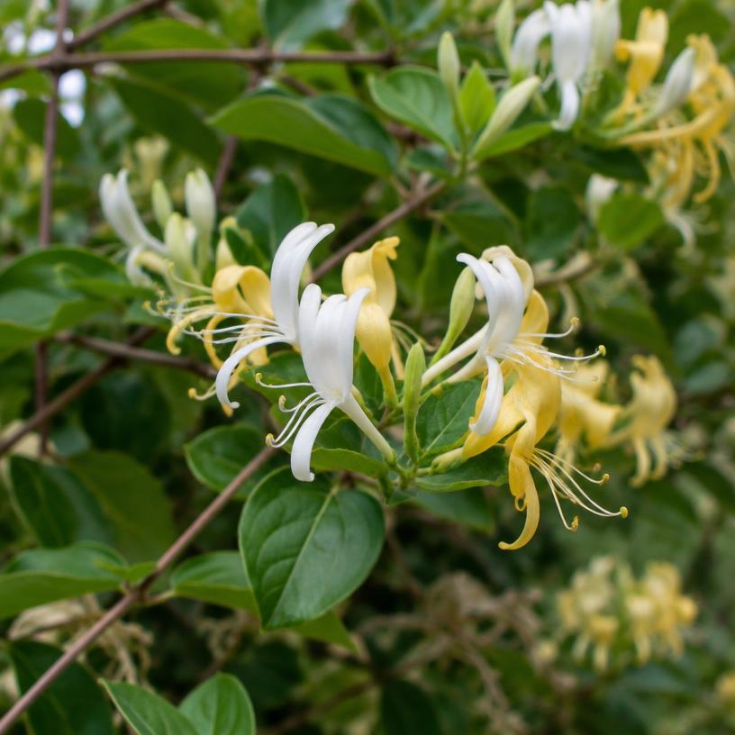 Honeysuckle Flowers growing in a garden (AI-generated illustration)