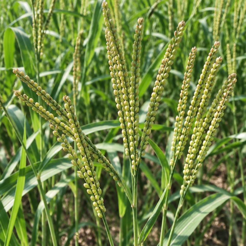Kodo Millet growing in a garden (AI-generated illustration)