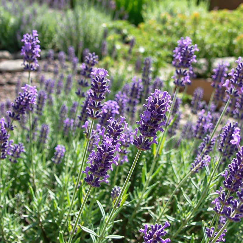 Culinary Lavender growing in a garden (AI-generated illustration)