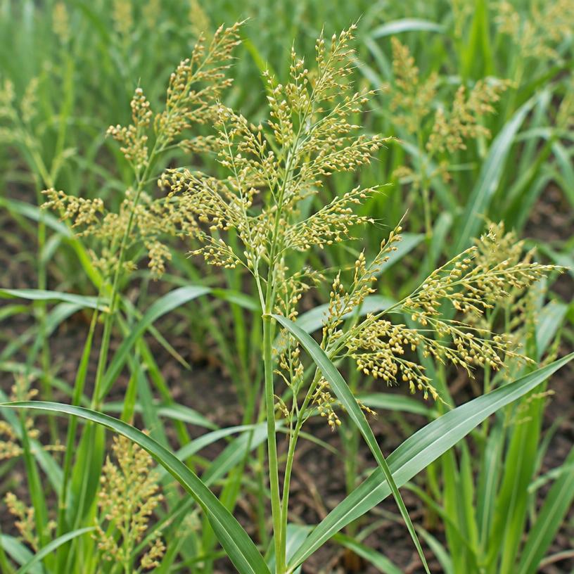 Little Millet growing in a garden (AI-generated illustration)