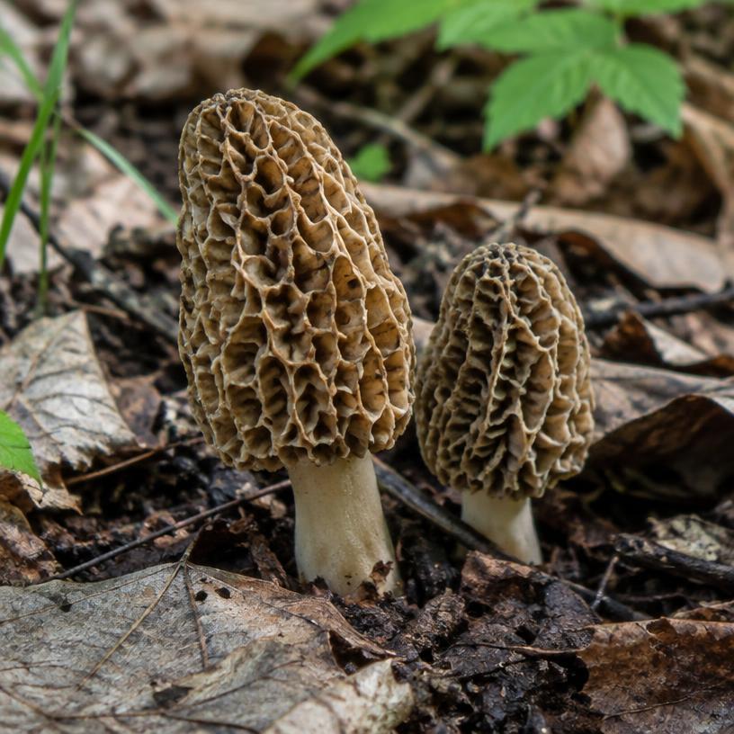 Morel growing in a garden (AI-generated illustration)