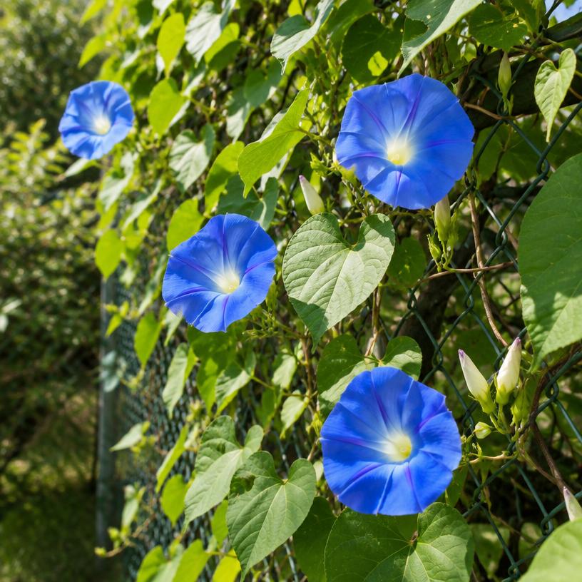 Morning Glory growing in a garden (AI-generated illustration)