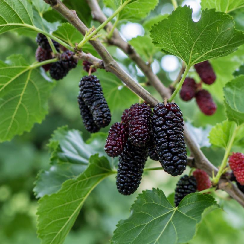 Mulberry growing in a garden (AI-generated illustration)
