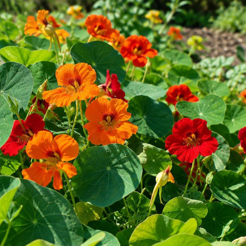 Nasturtium growing in a garden (AI-generated illustration)