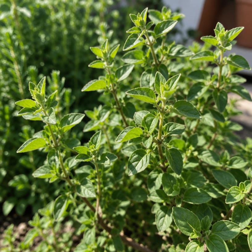 Oregano growing in a garden (AI-generated illustration)