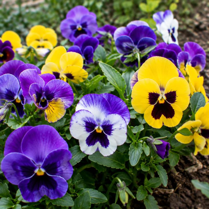 Pansy growing in a garden (AI-generated illustration)