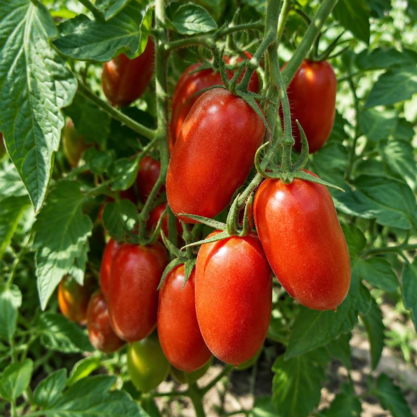 Paste Tomato growing in a garden (AI-generated illustration)