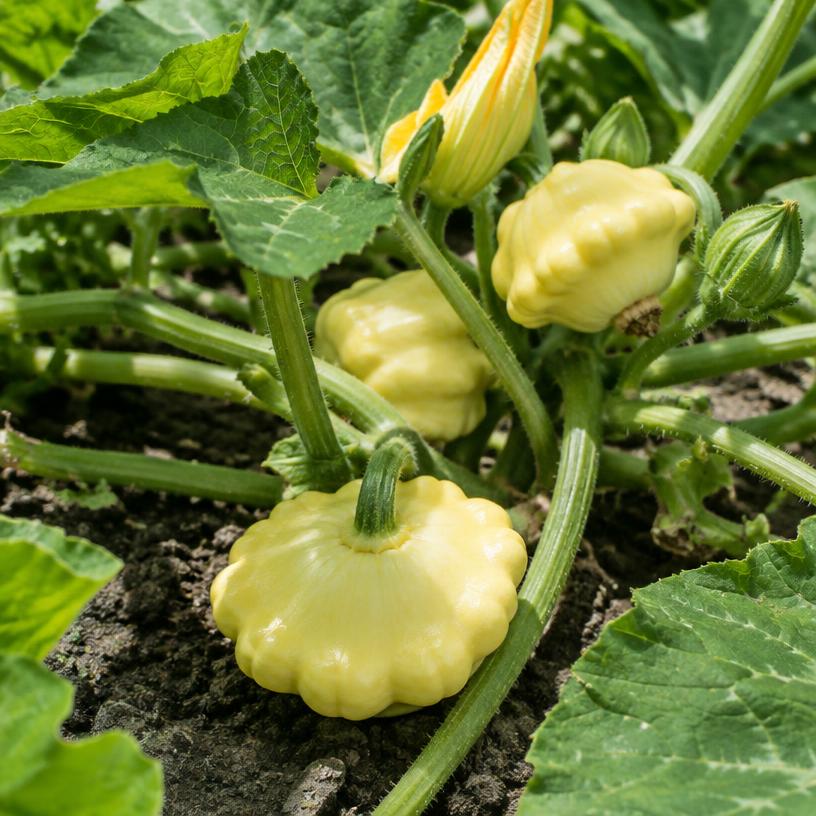 Pattypan Squash growing in a garden (AI-generated illustration)