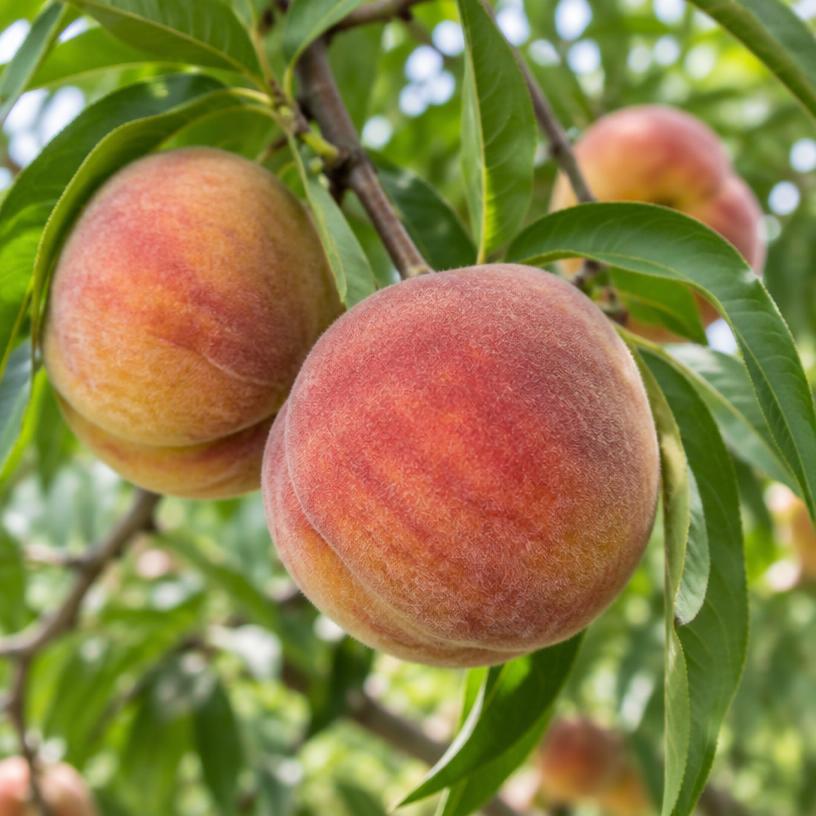 Peach growing in a garden (AI-generated illustration)