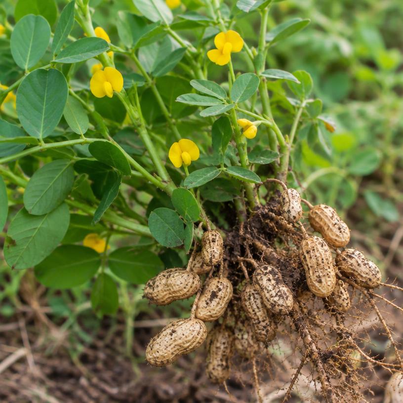 Peanut growing in a garden (AI-generated illustration)