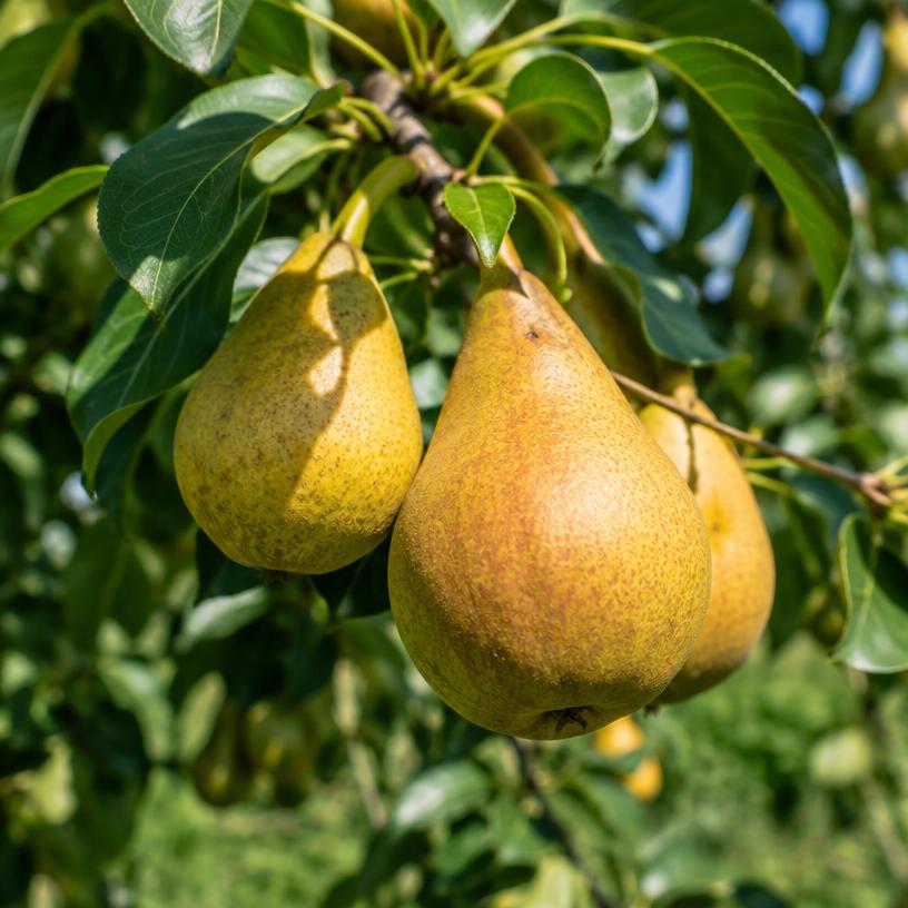 Pear growing in a garden (AI-generated illustration)